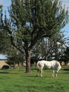 Cheval blanc
