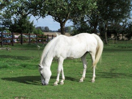 Cheval blanc