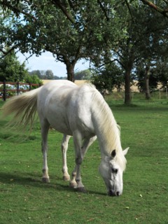 Cheval blanc