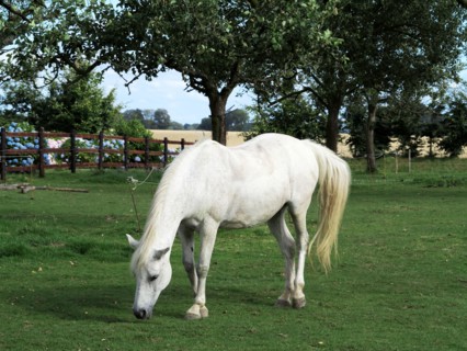 Cheval blanc