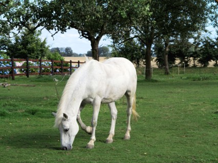 Cheval blanc