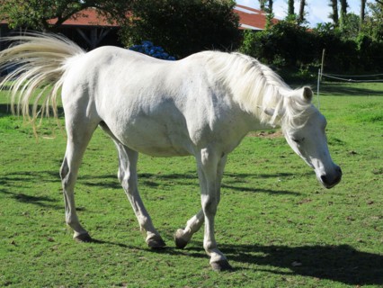 Cheval blanc