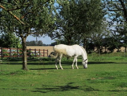 Cheval blanc