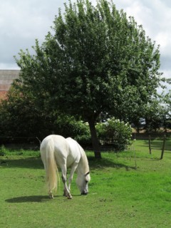 Cheval blanc