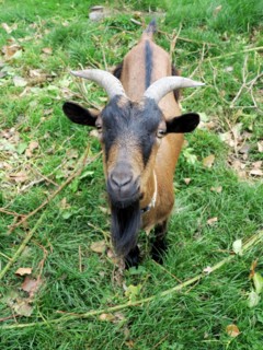Goat