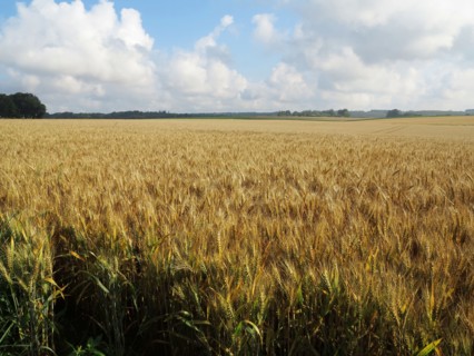 Champ de blé du pays de Caux