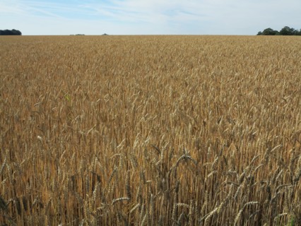 Champ de blé du pays de Caux