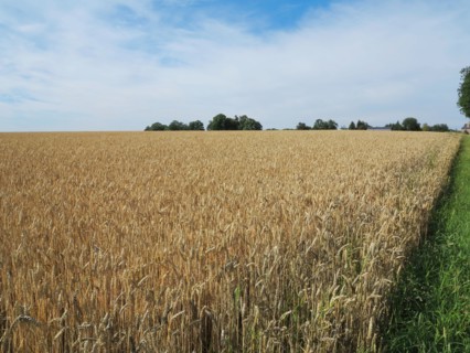 Champ de blé du pays de Caux