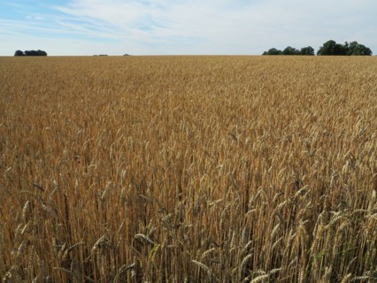 Champ de blé du pays de Caux