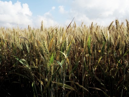 Champ de blé du pays de Caux