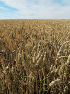 Champ de blé du pays de Caux