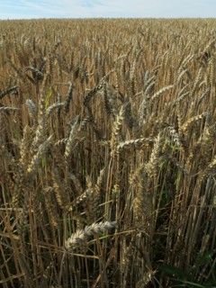 Champ de blé du pays de Caux
