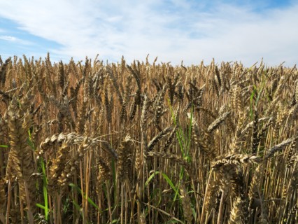 Champ de blé du pays de Caux