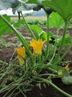 Fleurs de courgette