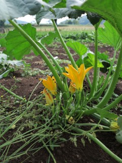 Fleurs de courgette