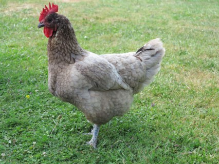 Poules