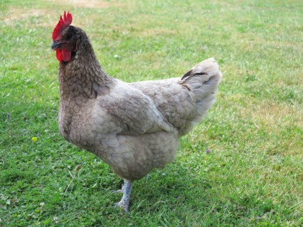 Poules