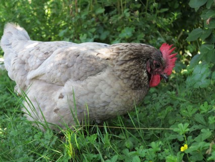 Poules