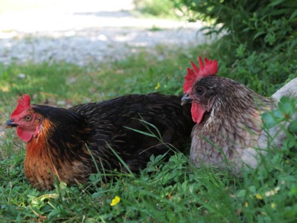 Poules