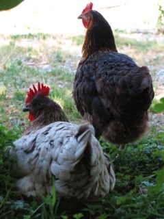 Poules