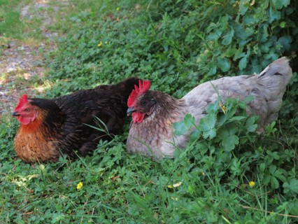 Poules