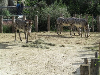 Zebres de Grevy