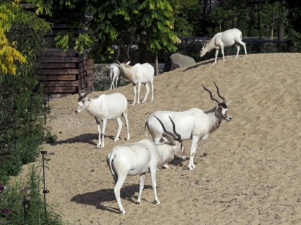 Addax