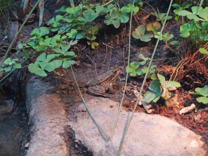 Grenouille ou crapaud