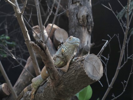 Iguane vert