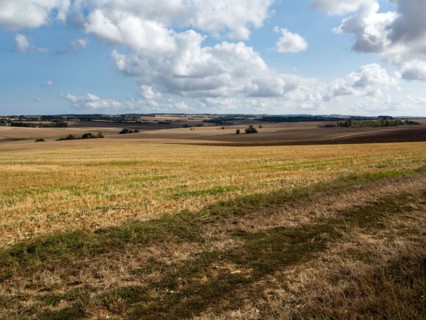 Champs près de Villemoison