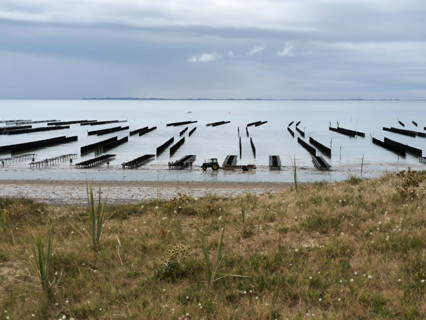 Oyster beds and mussel beds in Normandy