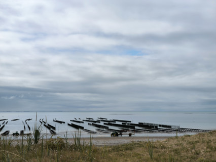 Oyster beds and mussel beds in Normandy