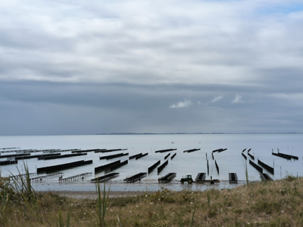 Oyster beds and mussel beds in Normandy