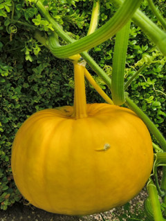 Pumpkin