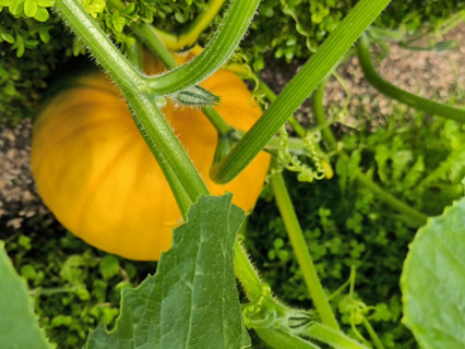 Pumpkin