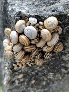 Snails clinging to a low wall