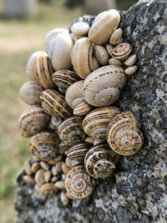 Escargots accrochés à un muret