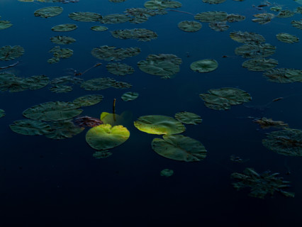 Water lilies