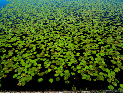 Water lilies