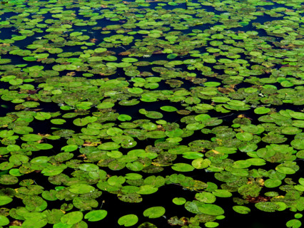 Water lilies