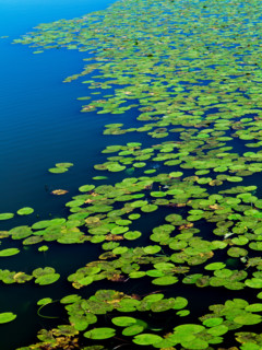 Water lilies