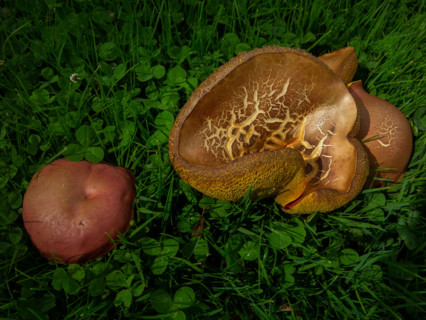 Red-footed boletus and bay boletus