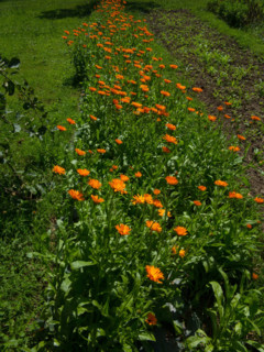 Common marigold border