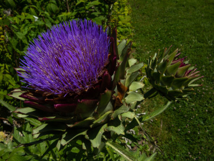 Artichoke in flower