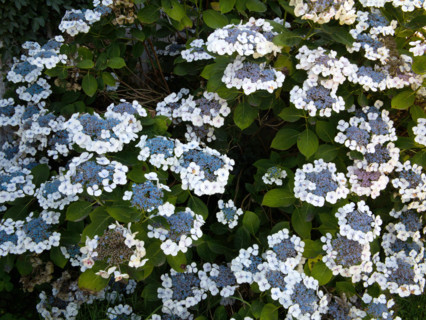 Hortensia été indien