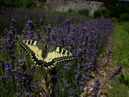 Yellow Machaon