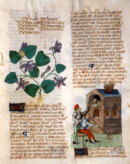Manuscrit "Tractatus De Herbis"
