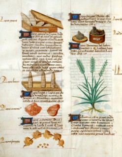 Tractatus De Herbis Manuscript