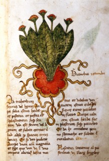 Branchia Retonda