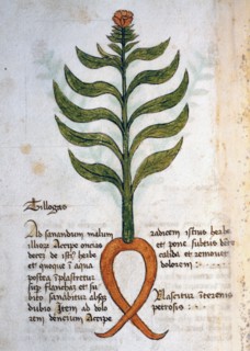 Herba Tillogas